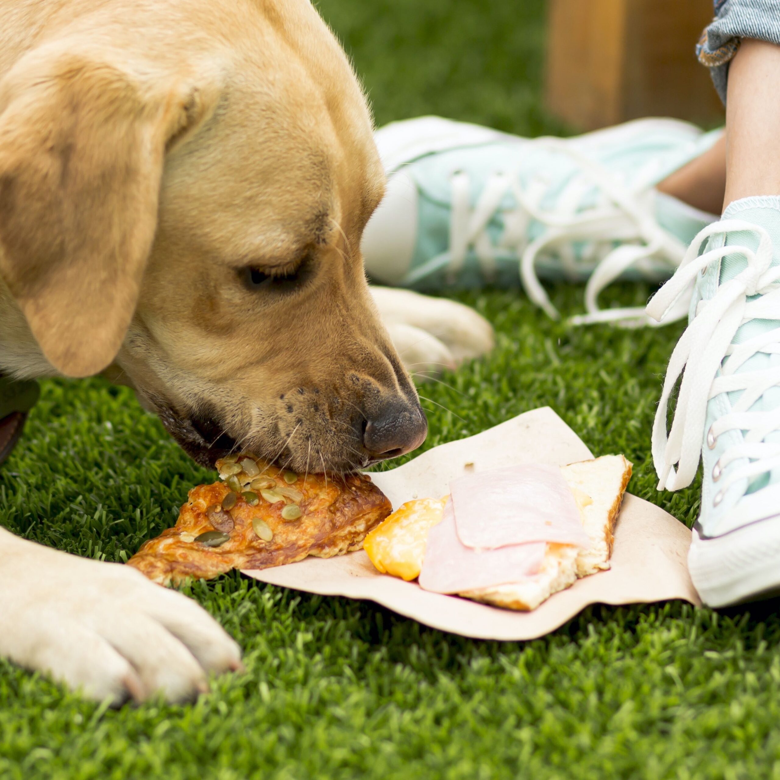 Dog eating human food on grass