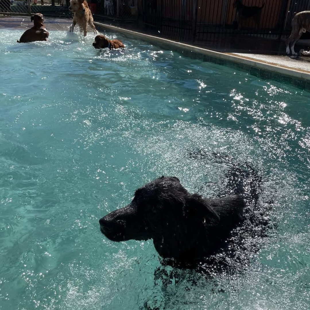 ACE Pet Resort Pool in Summer