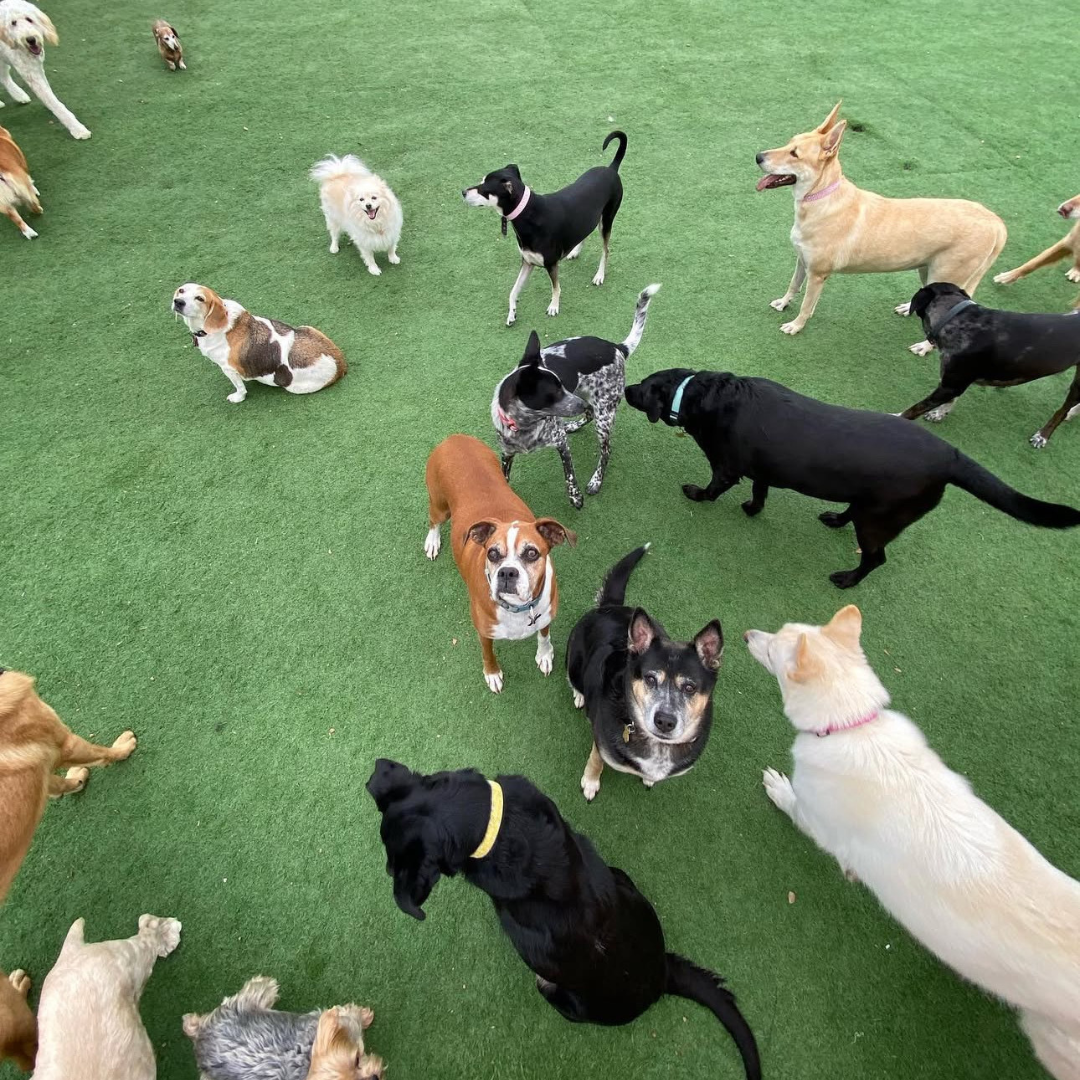 Daycare