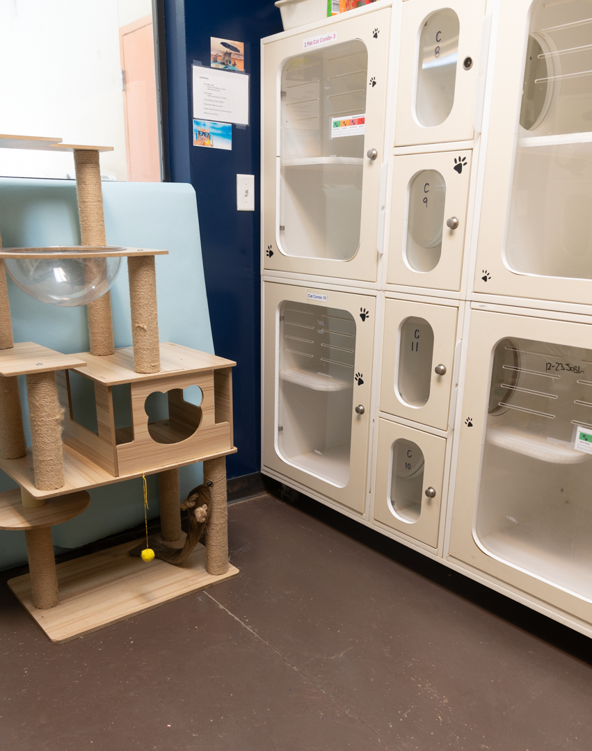Cat Room
