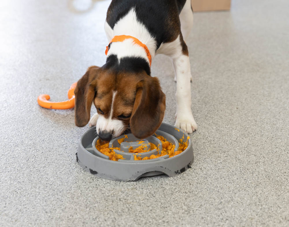 Enrichment Bowl at ACE
