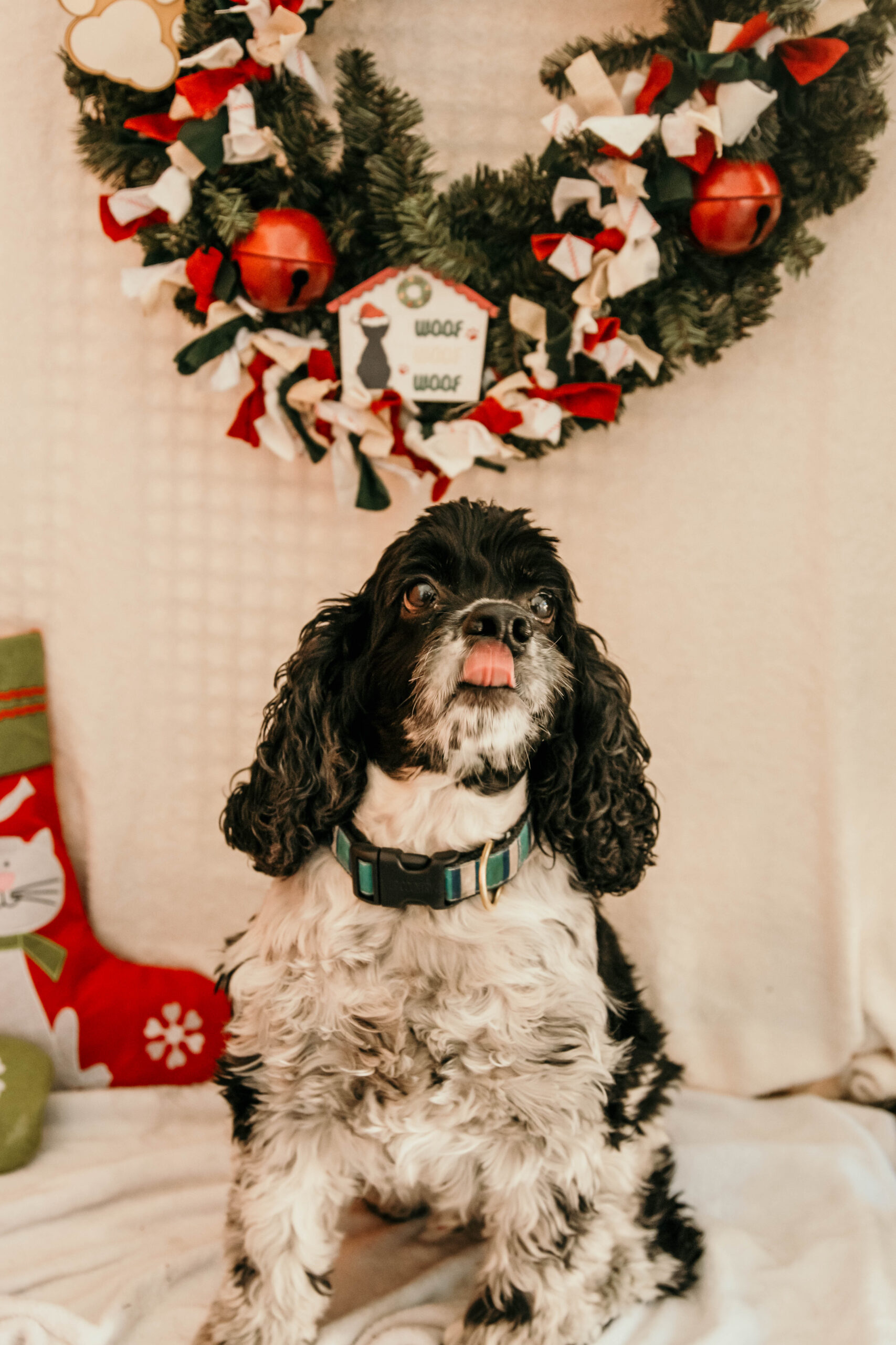 Christmas at ACE Pet Resort