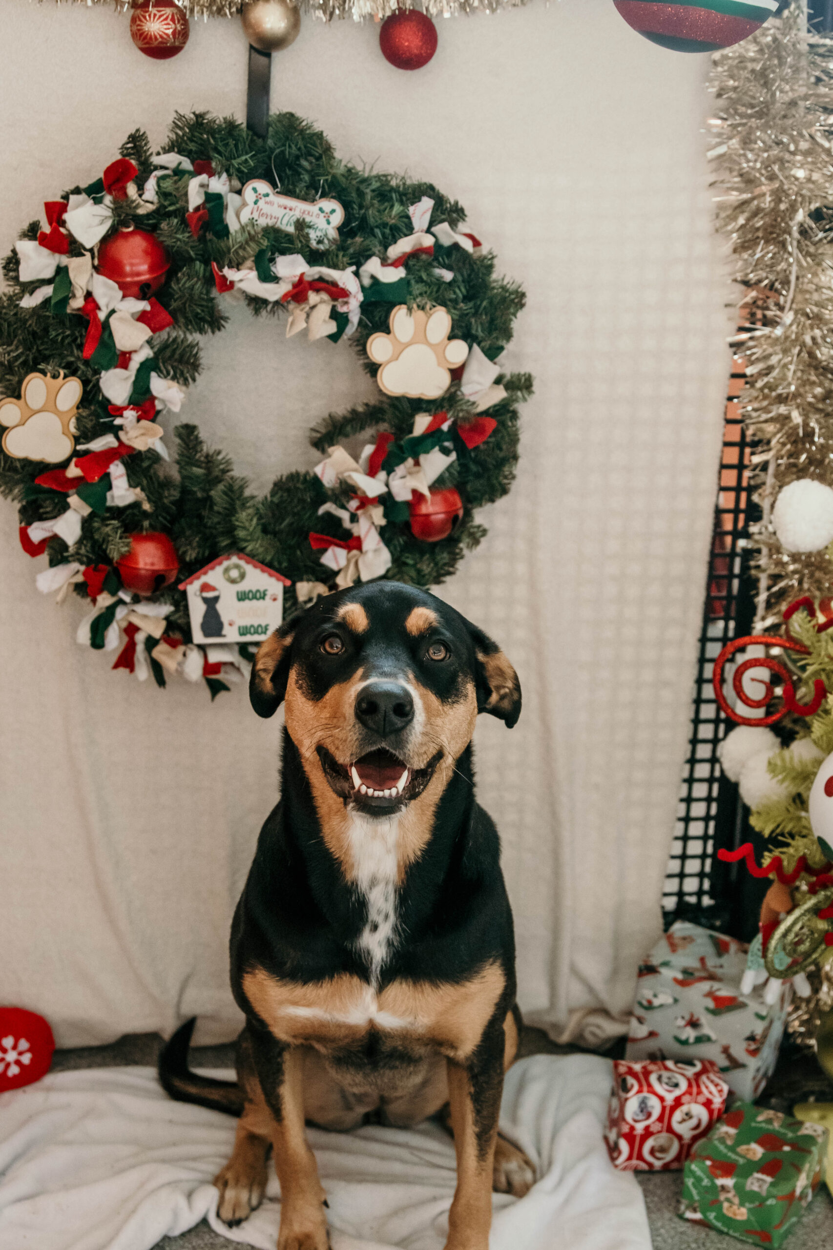 Christmas at ACE Pet Resort