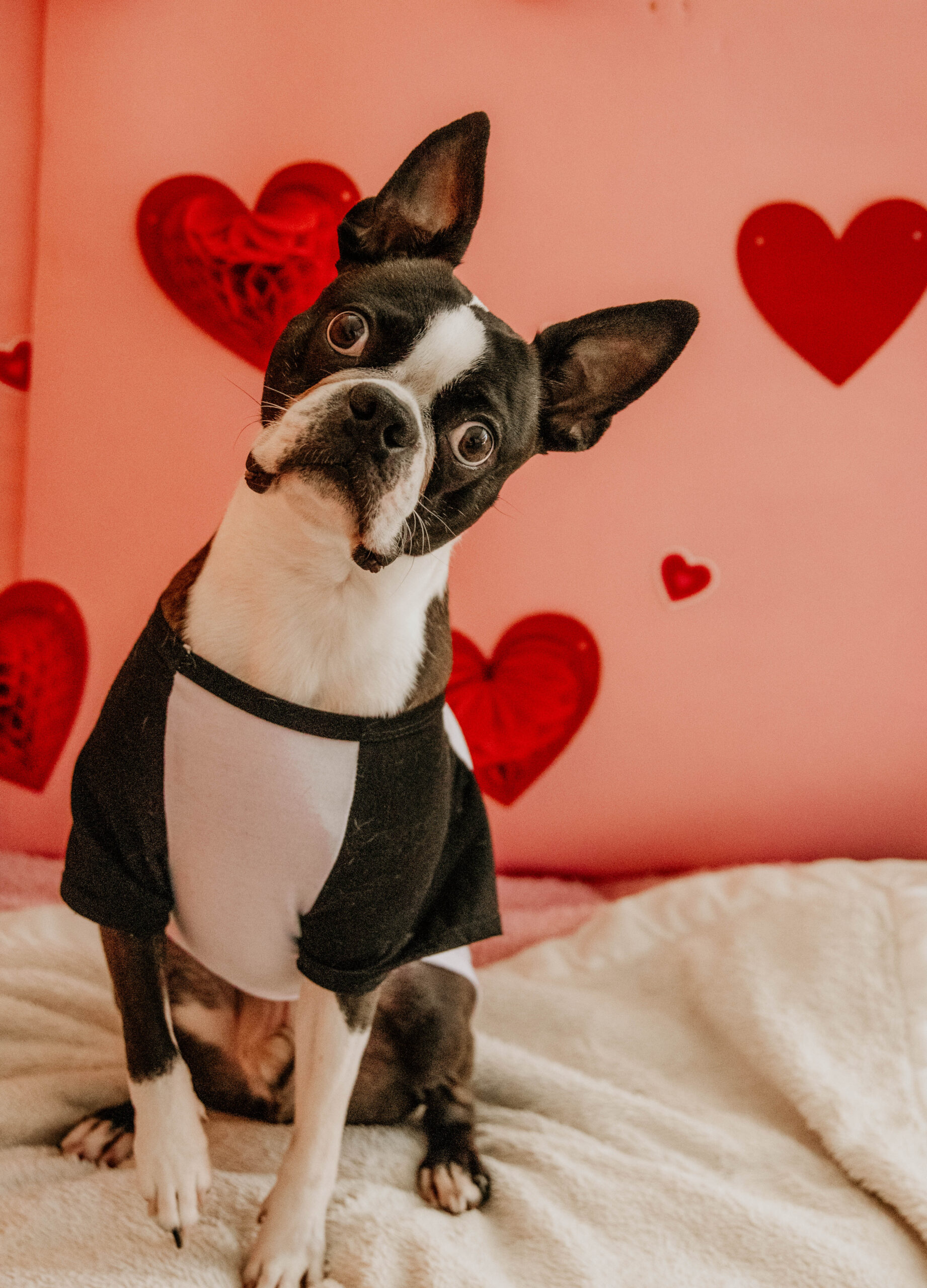 Valentine's Day at ACE Pet Resort
