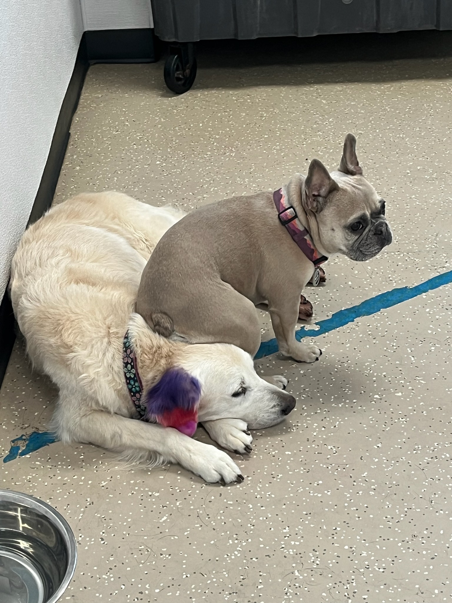ACE Pet Resort
