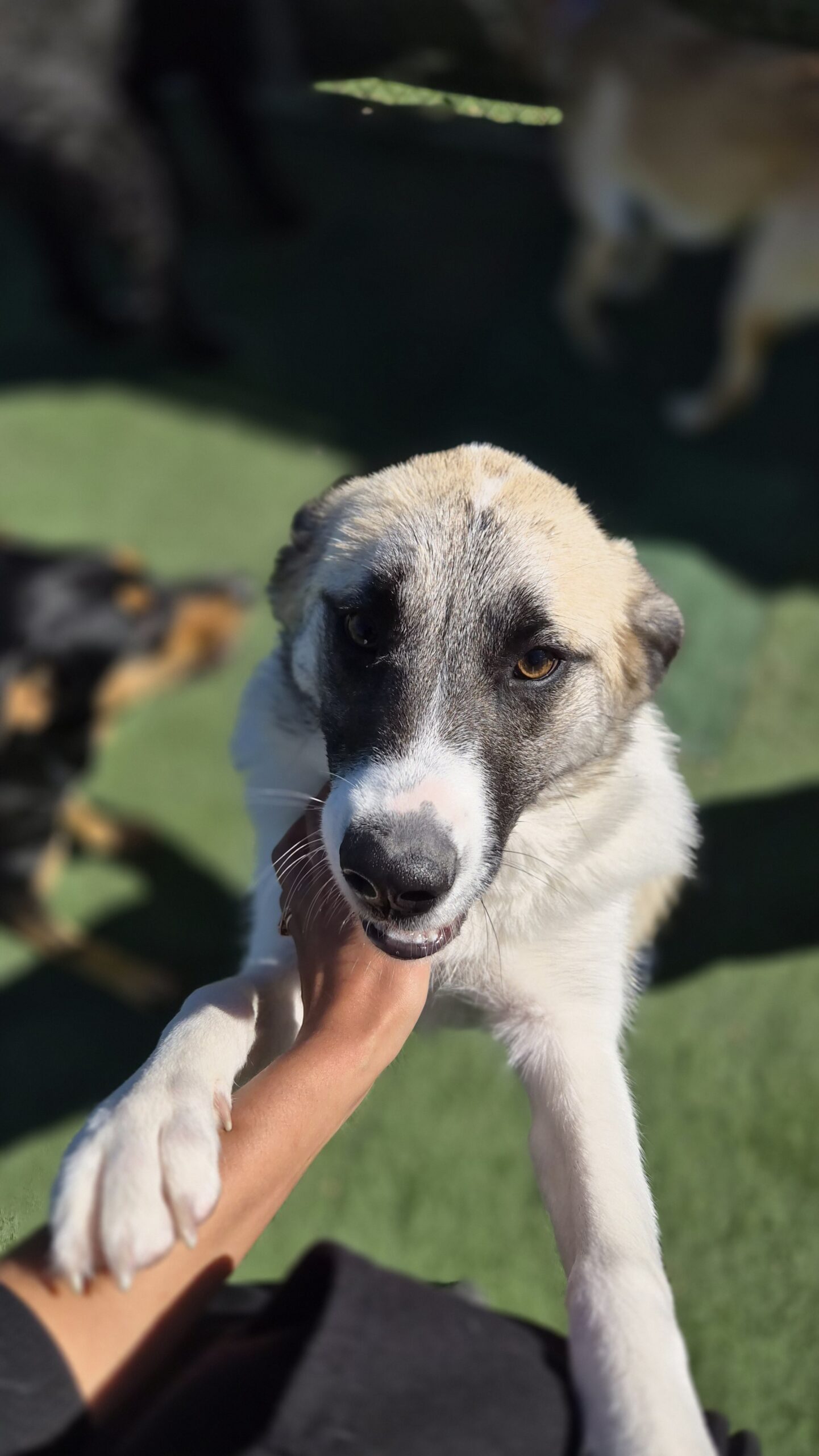 Dog at ACE Pet Resort