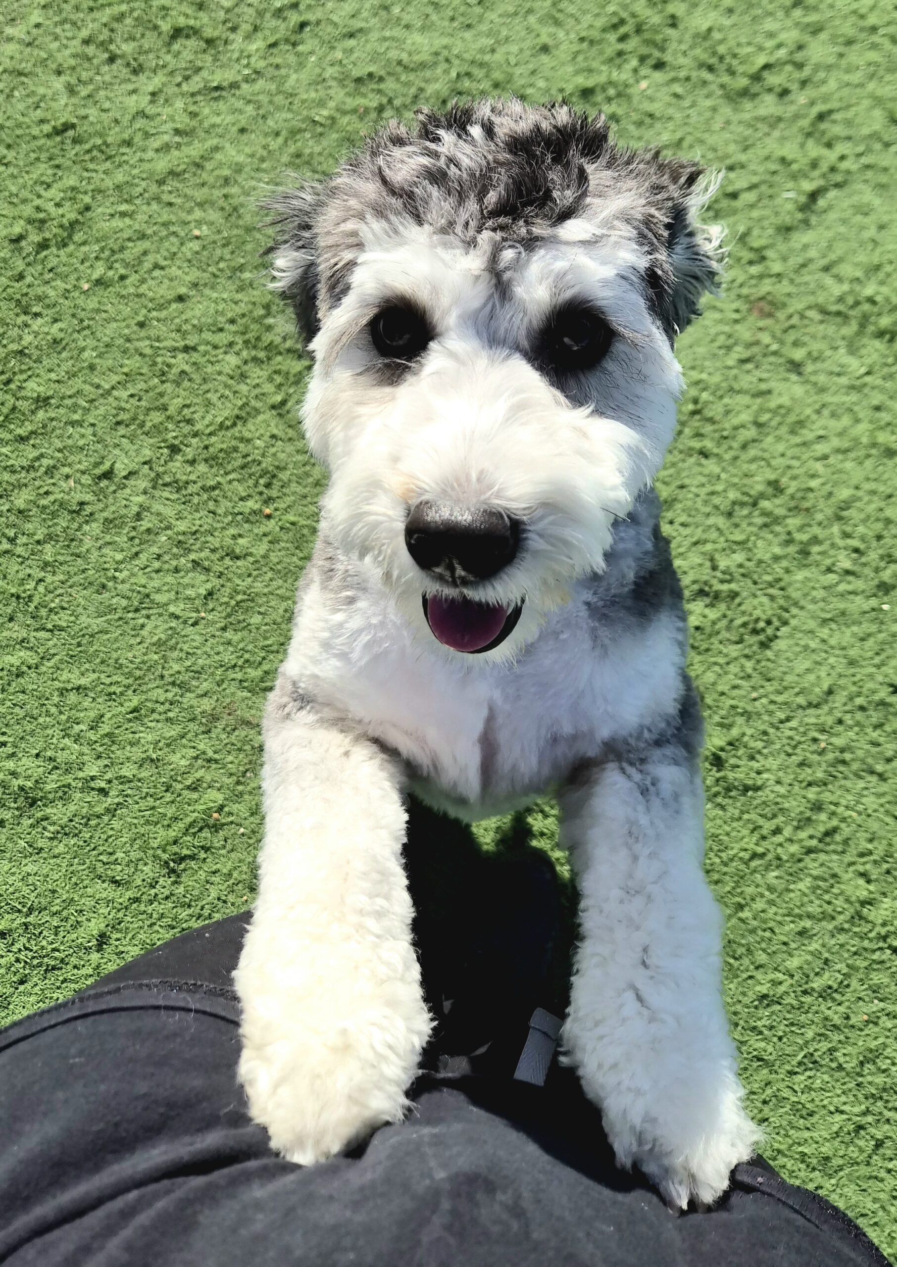 ACE Pet Resort