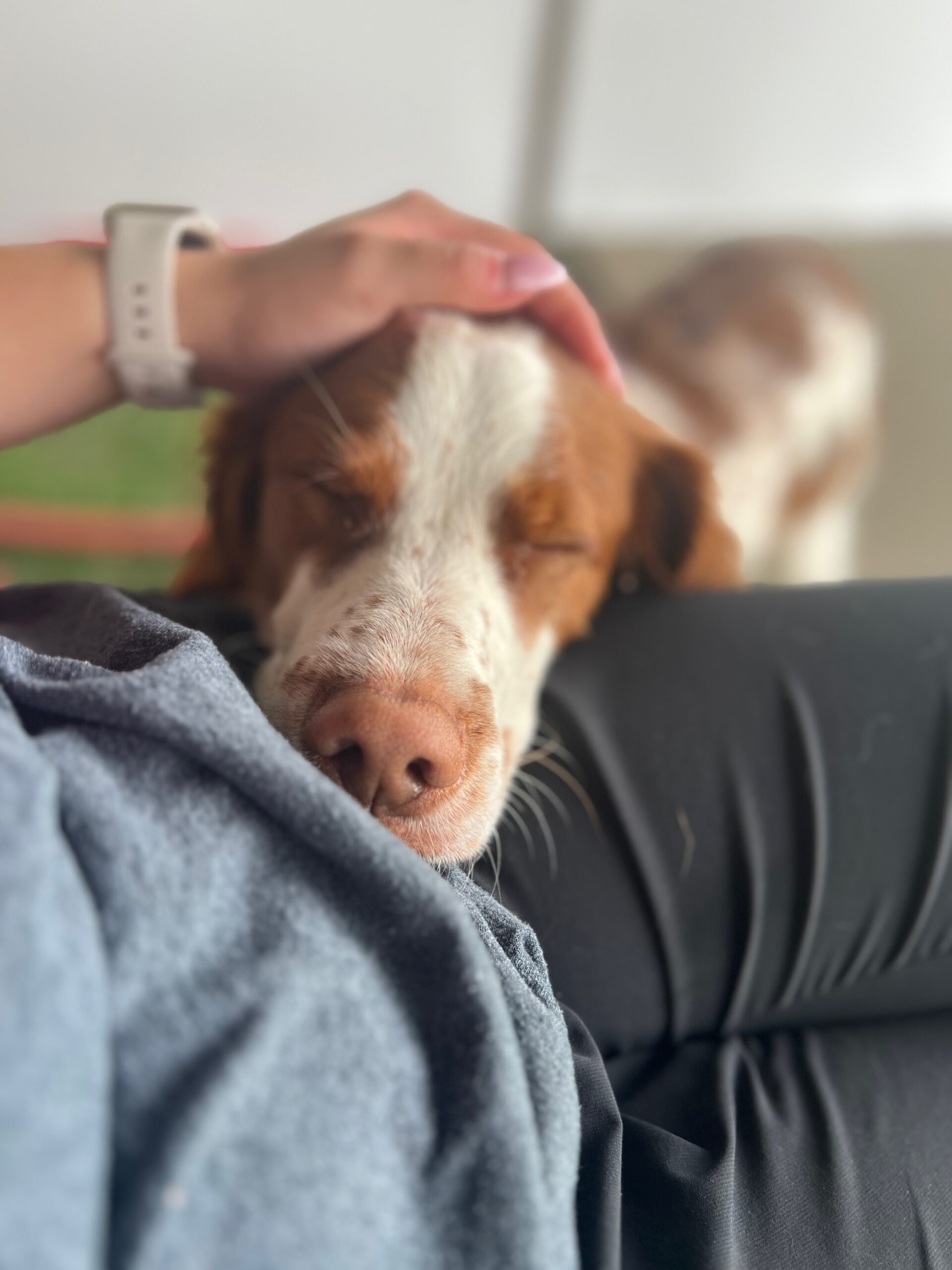 Dog at ACE Pet Resort